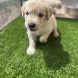 Girl 2 - Light golden female Golden Retriever puppy in Tyler, Texas from Cedar Hollow Retrievers