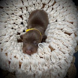 Yellow Collar - Dachshund puppy from Cherished Dachshunds