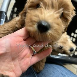 Goldendoodle Puppies from Yorks and doodles