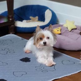 Riley - Yorkshire Terrier