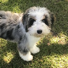 Violet - Bernedoodle