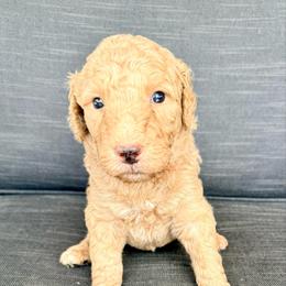 Sebastian - Apricot male Assorted Doodle Crosses puppy in Irmo, South Carolina from Kava Kennels