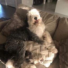 Goldendoodle, Old English Sheepdog, and Sheepadoodle All Grown Up from V6 Ranch Dogs