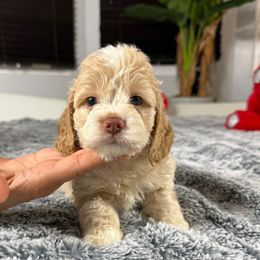 Rocky - Buff and white male Cockapoo puppy in Queens, New York from The 2 Musketeers_Cockapoos
