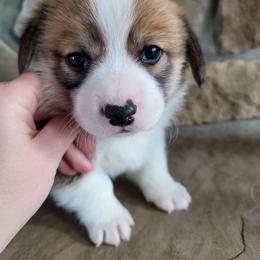 Pembroke Welsh Corgi Puppies from North Star Pembroke Welsh Corgi's