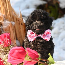 Cavapoo, Cockapoo, and Poodle Puppies from Heavenly Puppies to Love