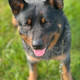 Callie - Australian Cattle Dog