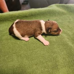 Cove - White and tan female Wire Fox Terrier puppy in Melbourne, Arkansas from Ivy Hollow Wire Fox Terriers
