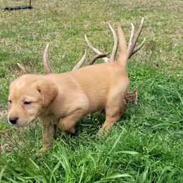 Labrador Retriever Puppies from Deer Creek sport dogs