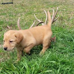 Labrador Retriever Puppies from Deer Creek sport dogs