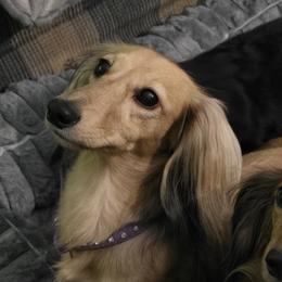 Amber - Dachshund