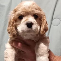 Thomas - Buff male Cocker Spaniel puppy in Crossville, Tennessee from Timber Sunrise Cockers