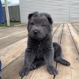 Reign - Blue dilute female Chinese Shar-Pei puppy in Auburn, Kansas from Justin's Chinese Shar-Pei