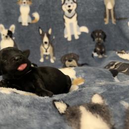 Flat-Coated Retriever Puppies from Flatline Flat-Coated Retrievers