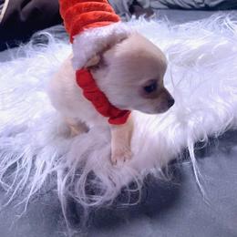Chihuahua and Companion Cross Puppies from Lee’s Applehead Chihuahuas