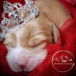 Dachshund Puppies from Bald Mountain Dachshunds