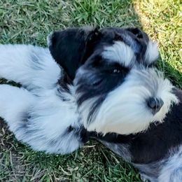 Sakari - Miniature Schnauzer
