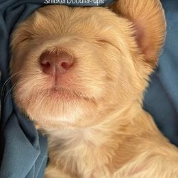 Goldendoodle and Poodle Puppies from SnickerDoodlePups