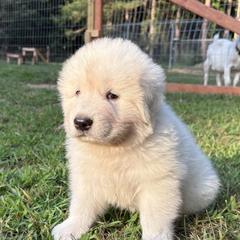 Maremma Sheepdogs from Wild at Farm