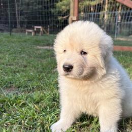 Maremma Sheepdogs from Wild at Farm