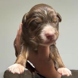 Black Tri female3 - Red tri-color female Miniature American Shepherd puppy in Prunedale, California from 4MLA STABLES