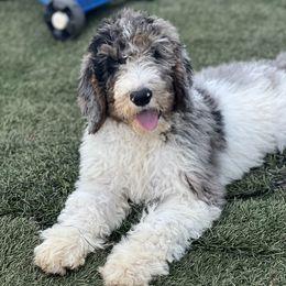 White Chocolate Swirls & Snowflakes - Goldendoodle puppy in Charlotte, North Carolina from Ben and Jerry Doodles