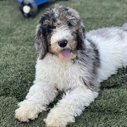 White Chocolate Swirls & Snowflakes - Goldendoodle puppy in Charlotte, North Carolina from Ben and Jerry Doodles