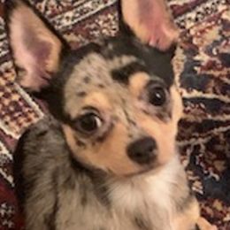 Chihuahua Puppies from Seaside Chihuahuas LLC