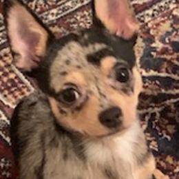 Chihuahua Puppies from Seaside Chihuahuas LLC