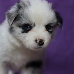 Miniature American Shepherd Puppies from AKC Emerald Minis