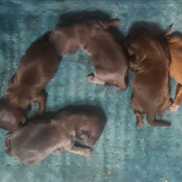 Puppy 5 - Liver male Shih Tzu puppy in Belleville, Michigan from Patricia's Heavenly Earth Angels