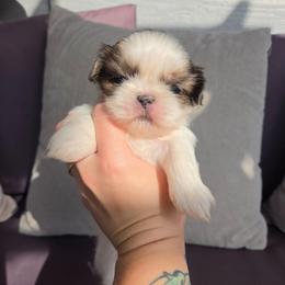 Mater - Blue and white male Shih Tzu puppy in Jenks, Oklahoma from Northstar Shih Tzu