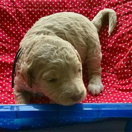 Black collar - Cream female Labradoodle puppy in Mechanicville, New York from Deuce's Doodles