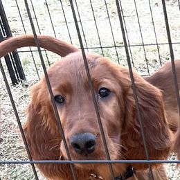 Journey - Irish Setter puppy in Minnesota from Tenacity Setters