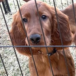 Journey - Irish Setter puppy in Minnesota from Tenacity Setters