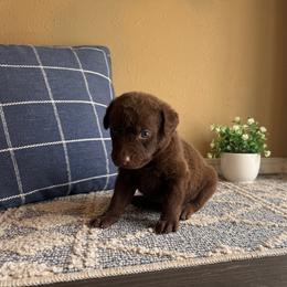 Drake - Brown male Chesapeake Bay Retriever puppy in Ulen, Minnesota from North Wind Gundogs