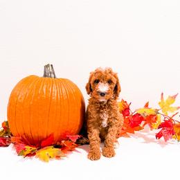 Ms Purple - Red  female Goldendoodle puppy in Kissimmee, Florida from Poodle Doodle Kennels