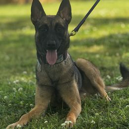 Tillman - Fawn male Belgian Malinois puppy in Greenville, South Carolina from Vuurhart Herders