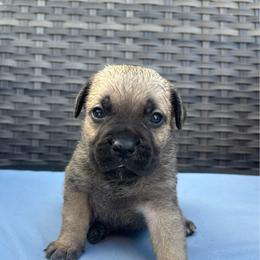 Girl 5 - Fawn female Cane Corso puppy in Perris, California from P1 Family Canines