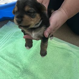 Girl 1 - Yorkshire Terrier puppy from Huntington Yorkies