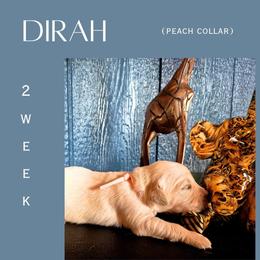 Dirah - Light golden female Golden Retriever puppy in El Campo, Texas from Starlight Goldens