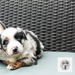 Aster - Blue merle male Miniature Australian Shepherd puppy in Oakland, Maryland from Yarborough Kennels