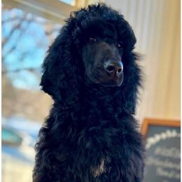 Dixie - Black female Poodle puppy in Greenwich, New York from MizzElle’s Standard Poodles