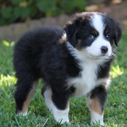 Expresso - Black tri female Miniature American Shepherd puppy in South El Monte, California from Red Moon Mini Aussies