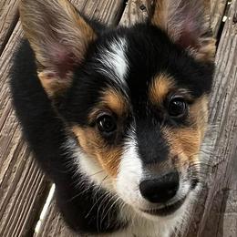 Pembroke Welsh Corgis from Clark Corgis