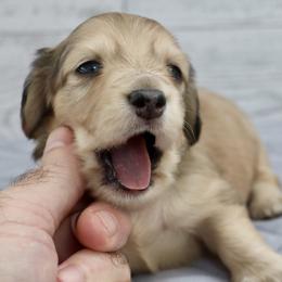 Bryce (Blue Band) - Cream male Dachshund puppy in Raleigh, North Carolina from McLovin Doxies