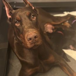Doberman Pinscher Puppies from Eminent Dobermans