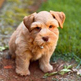 Yellow Collar Red Male - Wheaten male Miniature Schnauzer puppy in Calhoun, Georgia from The BrickHouse Miniature Schnauzers
