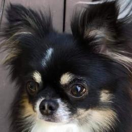 Kit - Chihuahua