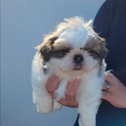 Koda - Lilac male Shih Tzu puppy in Jenks, Oklahoma from Northstar Shih Tzu